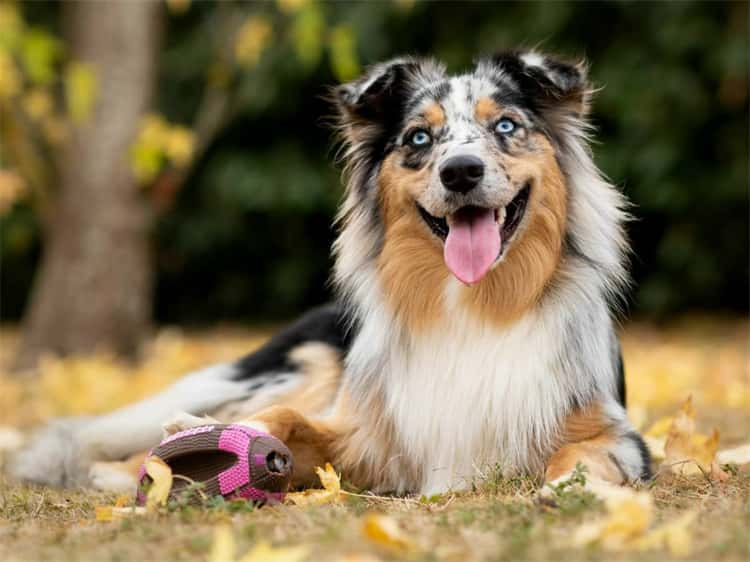 15. Australian shepherd