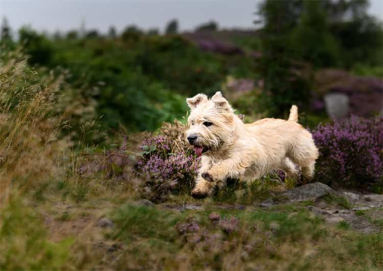 19. Imaal Terrier Glen