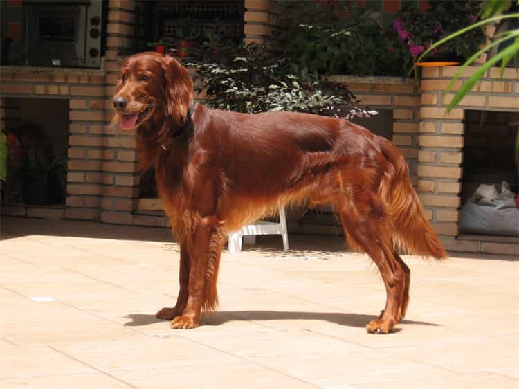 16. The Irish Setter