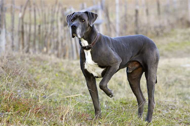 3. Superior Dane