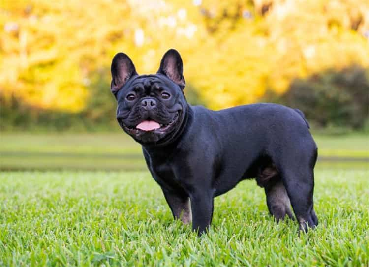 4. French Bulldog