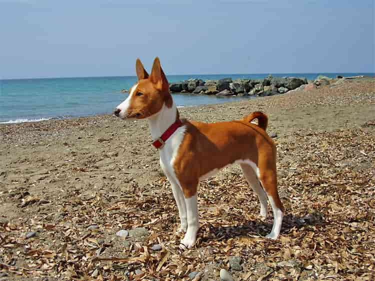 5. Basenji