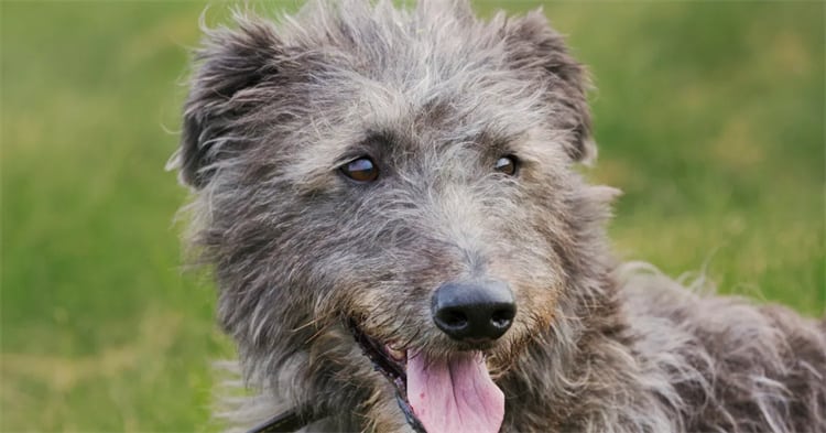 9. Schottischer Deerhound