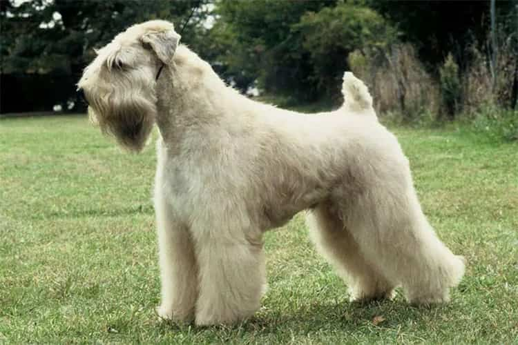 11. Wheaten Terrier com pelo macio