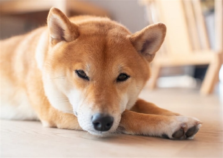 13. Shiba Inu