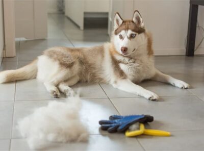 10 meilleures brosses pour Husky [année]