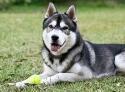 10 Migliori casse per Husky [anno]