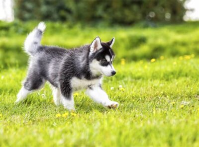 10 Migliori shampoo per Husky