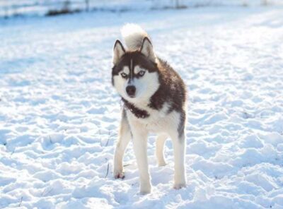 10 melhores alimentos para cães Huskies