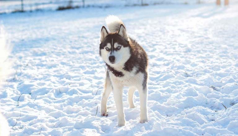 Huskyler için En İyi 10 Köpek Maması