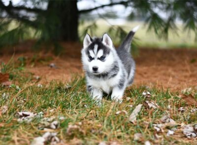 10 Beste hondenvoer voor Husky puppy