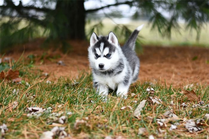 10 Meilleures croquettes pour chien pour le chiot Husky