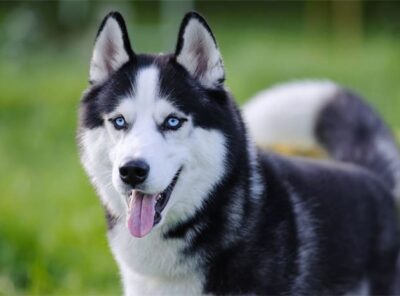 10 beste sele for Husky [år]