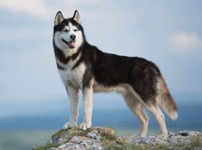 10 bestes Spielzeug für Husky [Jahr]