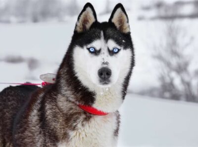 10 Melhores Aspiradores para Pelo de Husky [ano]