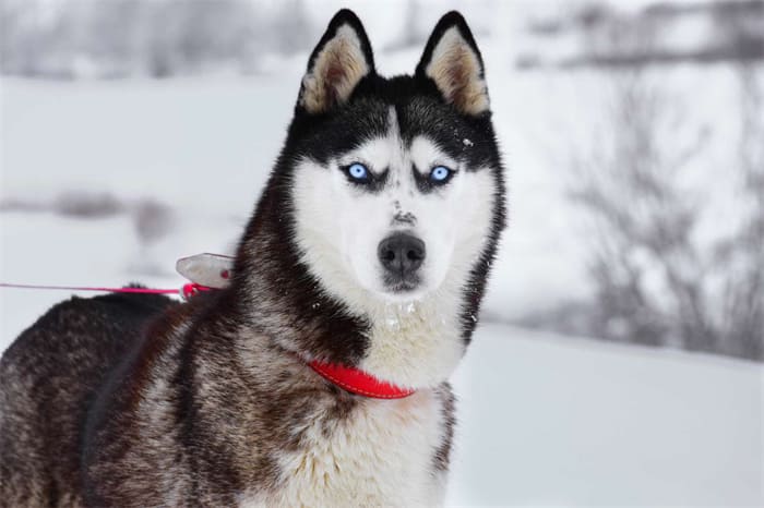 husky