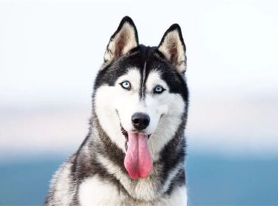 8 Best Kibble For Husky [year]