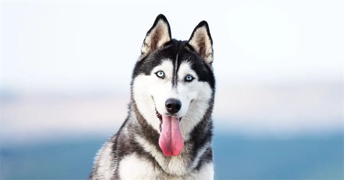 8 Best Kibble For Husky 2024