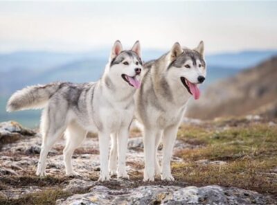 10 beste halsbånd for husky [år]