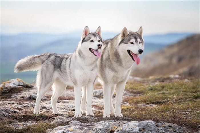 10 Bästa halsband för Husky 2024