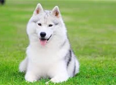 10 melhores trelas para Husky [ano]