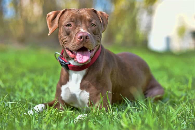 Hoeveel kost een Pit Bull