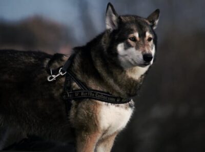 Hva er Cane Corso Husky Mix - Historie karakter utseende tog Mat