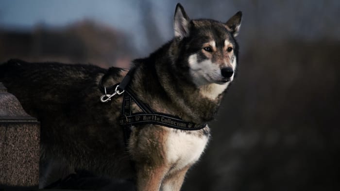 Che cos'è il Cane Corso Husky Mix - Storia carattere aspetto treno Alimentazione