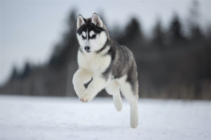 Kan Huskies äta ben? Bästa tuggben och snacks