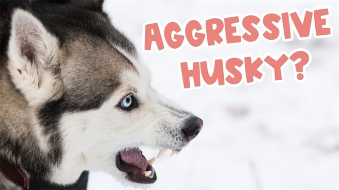 Är Huskies aggressiva mot andra hundar eller människor