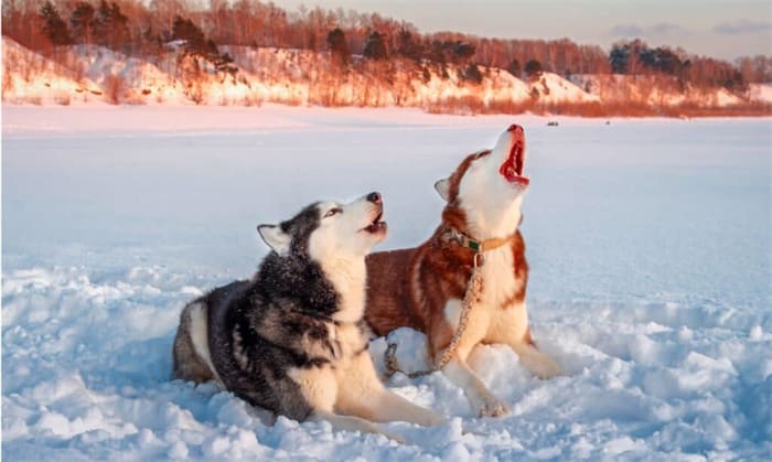 Är Huskies allergivänliga? Det måste du veta