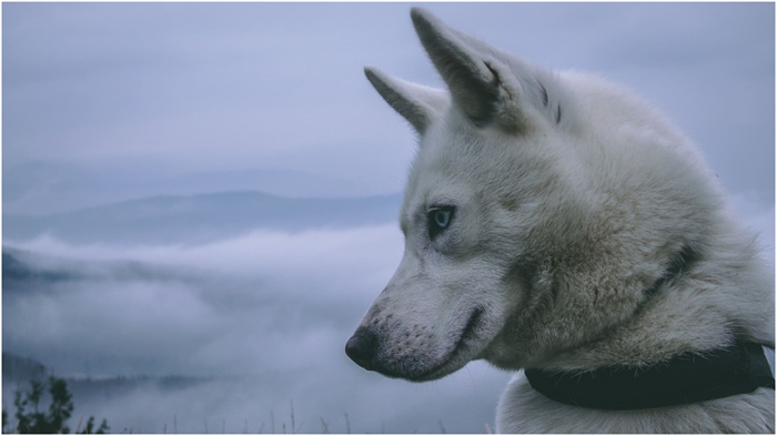 西伯利亚雪橇犬会掉毛吗？您需要知道