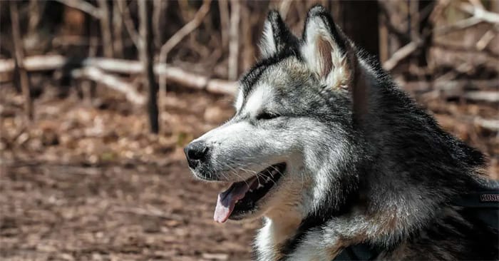 Os Huskies Siberianos são inteligentes? Algo que precisa de saber