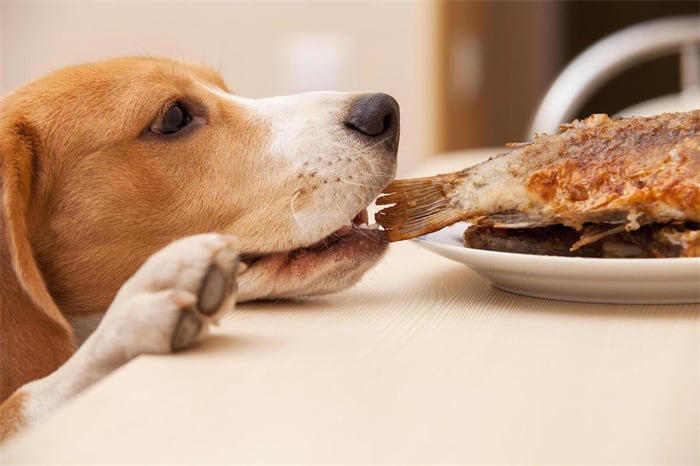 Kan een hond visgraten eten