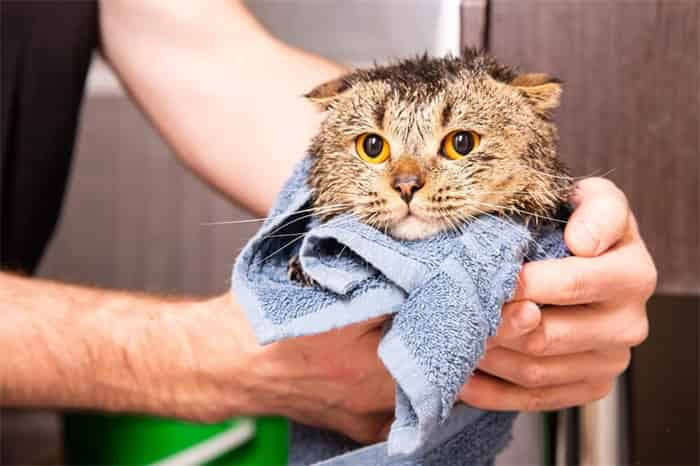 6 melhores champôs secos para gatos