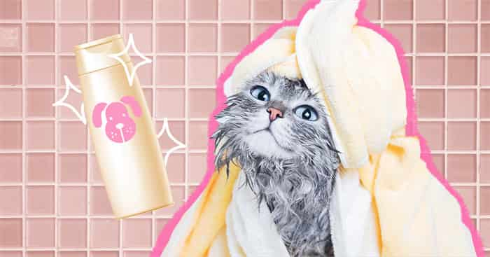 Si può usare lo shampoo per cani sui gatti, è sicuro?