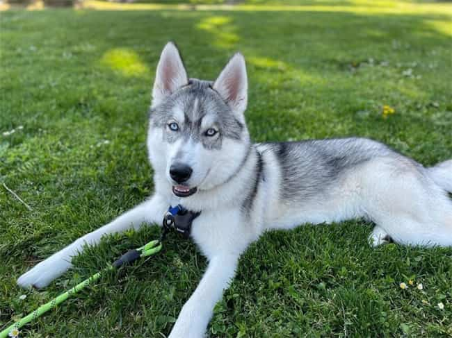 Hemligheten med Är Huskies klängiga