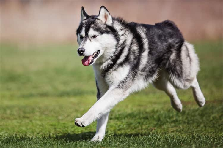 Quanto può correre Husky?