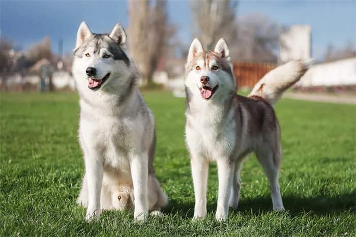 Wie lange leben Siberian Huskies