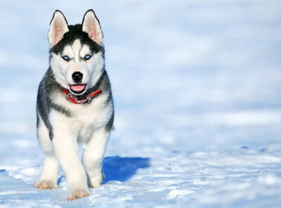 ¿Cuánto cuesta un Husky en [año]?