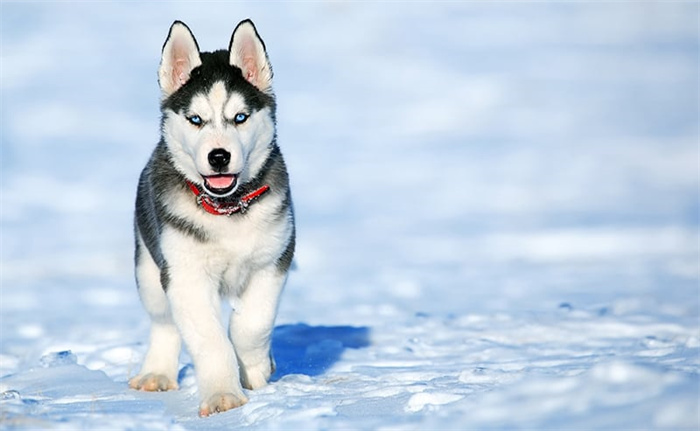 Quanto costa un Husky nel 2024?