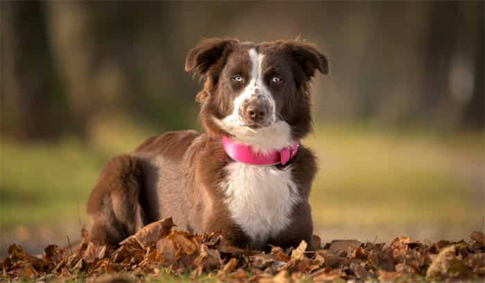 犬は尻尾に骨があるのか？