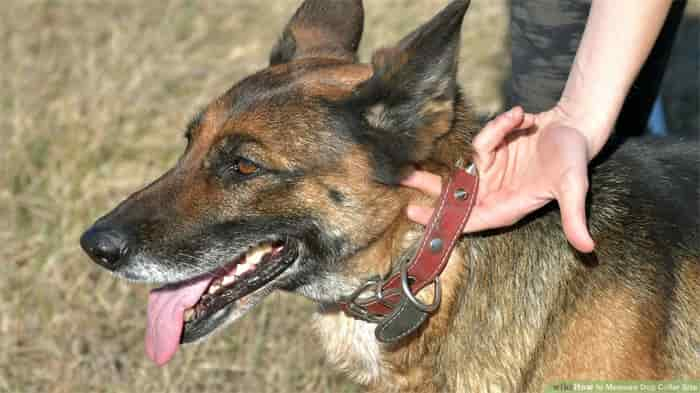 Wie eng sollte Hundehalsband sein (wie messen)