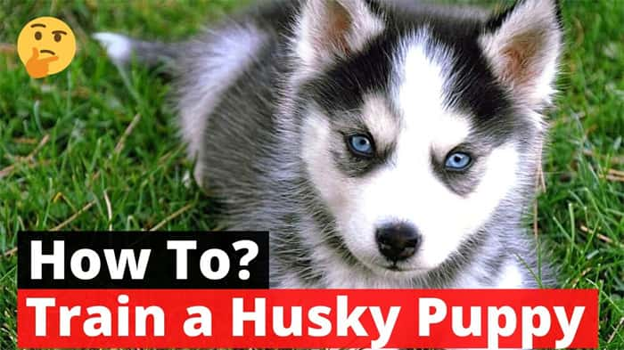 Hoe een Siberische Husky trainen