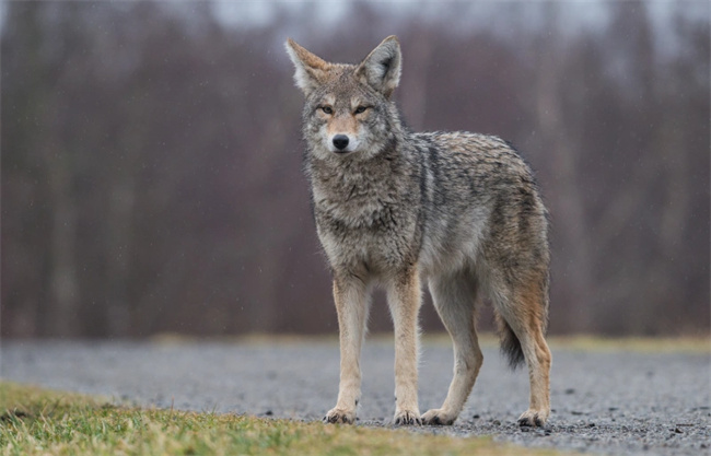 Todo lo que necesitas saber: mezcla de husky y coyote