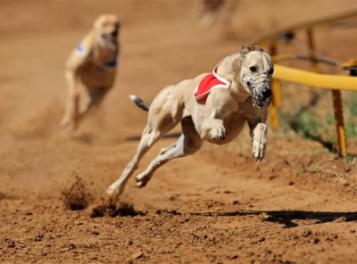 世界で最も速い犬種トップ10