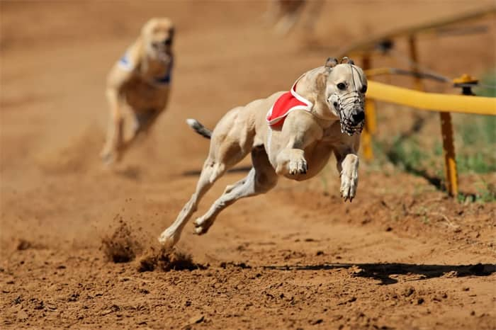 Las 10 razas de perros más rápidas del mundo