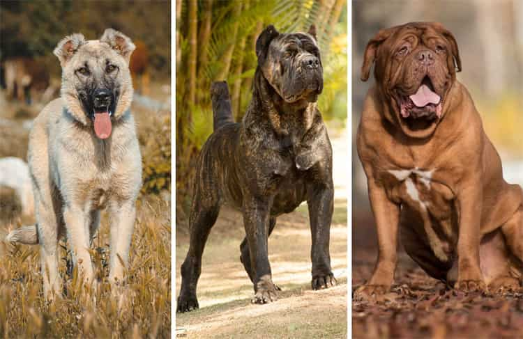 Top 15 Hunde mit den kräftigsten Bissen