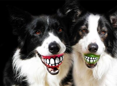 Top 8 Palla del sorriso per cani - I nostri migliori acquisti