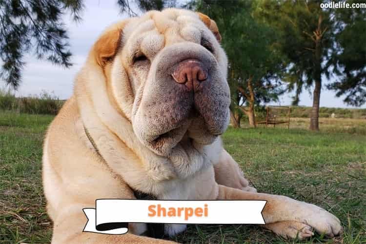 Sind Shar Peis aggressiv? Entlarvung der Stereotypen